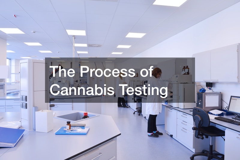 The Process of Cannabis Testing